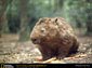 wombat wallpaper