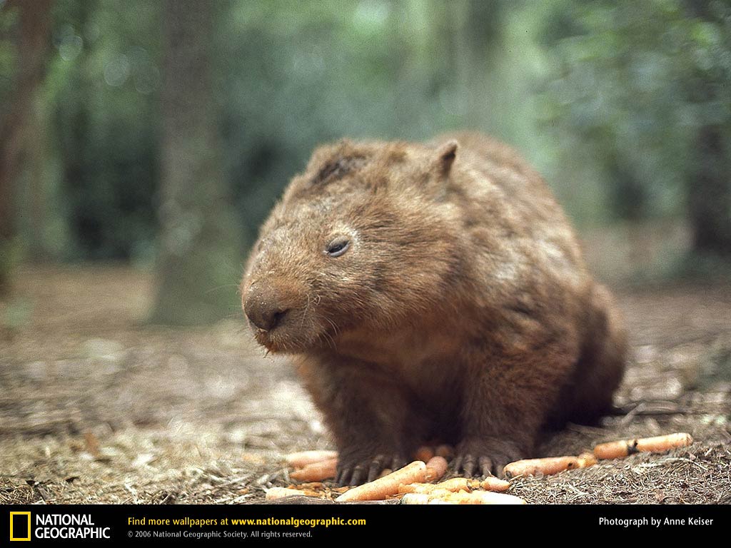 free Wombat desktop wallpaper wallpapers Desktop and Mobile