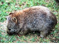 Wombat picture