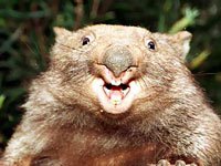 Wombat picture