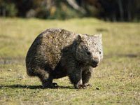 Wombat picture