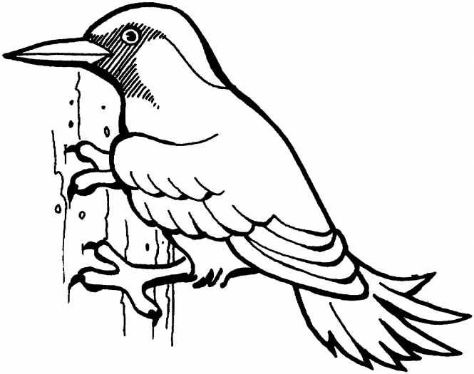 free Woodpecker coloring page