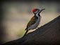 woodpecker wallpaper