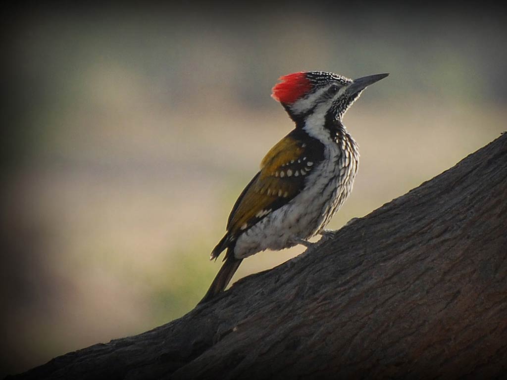 free Woodpecker wallpaper wallpapers download