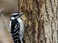 free woodpecker wallpaper