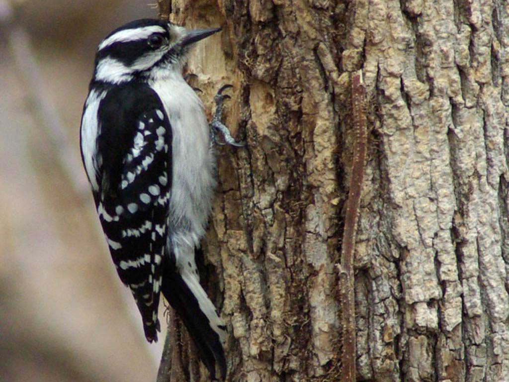 free Woodpecker wallpaper wallpapers download