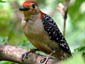 Woodpecker wallpaper