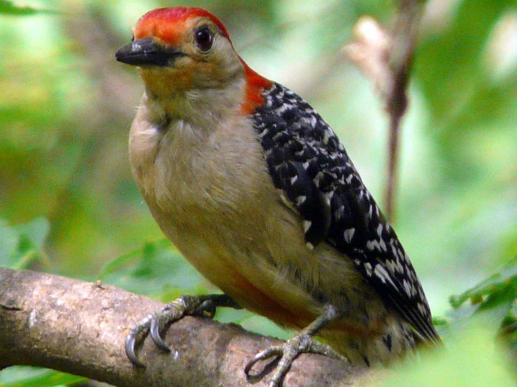 free Woodpecker wallpaper wallpapers and background