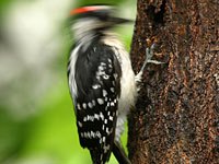 Woodpecker pecking on a tree