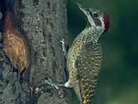 Woodpecker image
