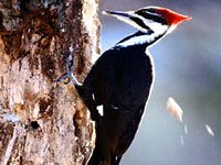 Woodpecker picture