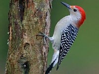 Woodpecker picture