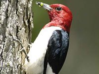 Woodpecker picture