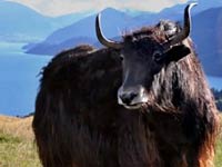 Yak picture