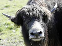 Yak