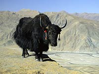 Yak image