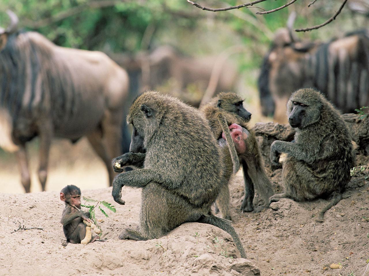 Я бабуин песня. Бабуины Танзания. Семейство бабуинов. Семья бабуинов.