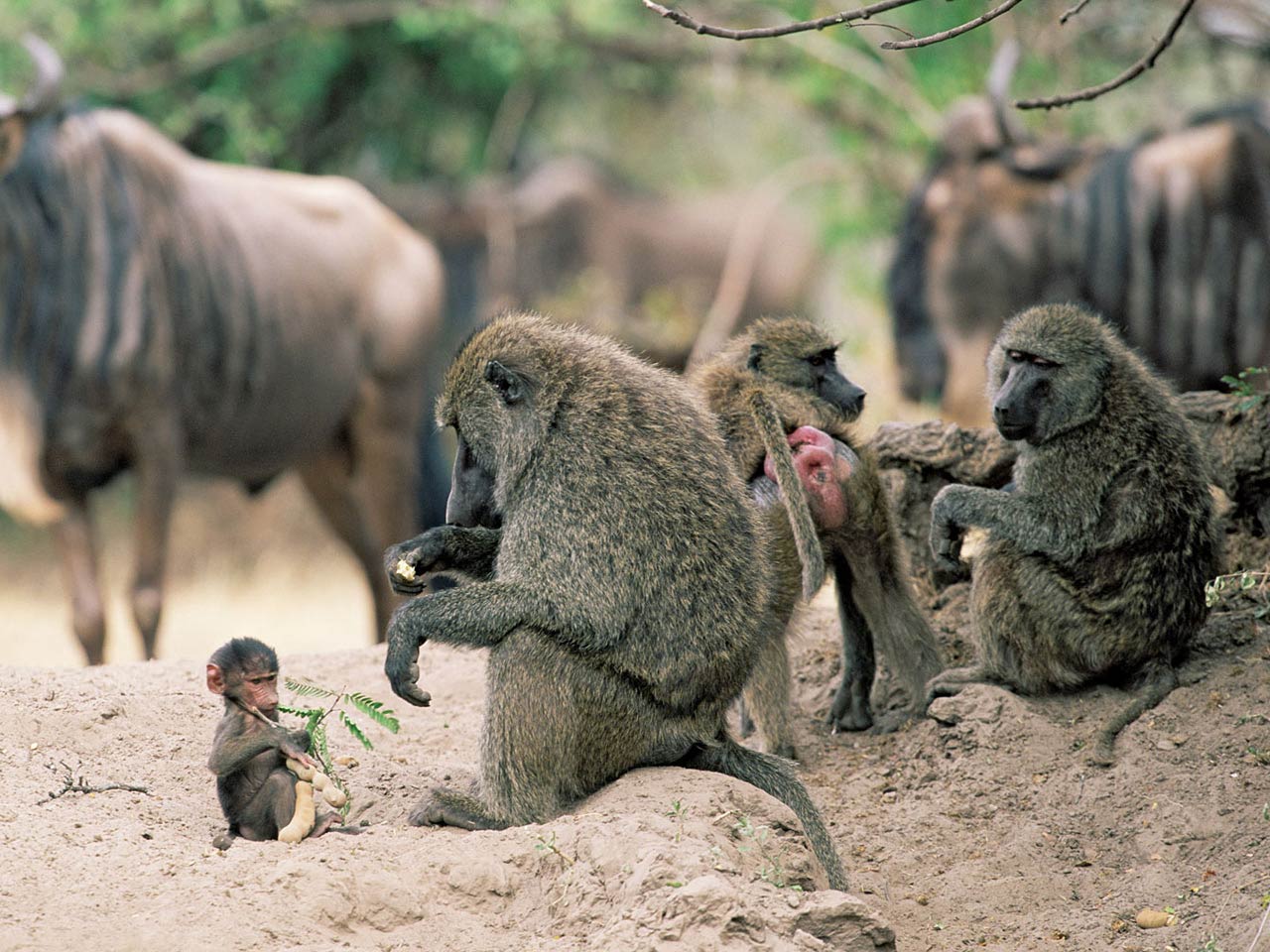 free Yellow Baboon wallpaper wallpapers download