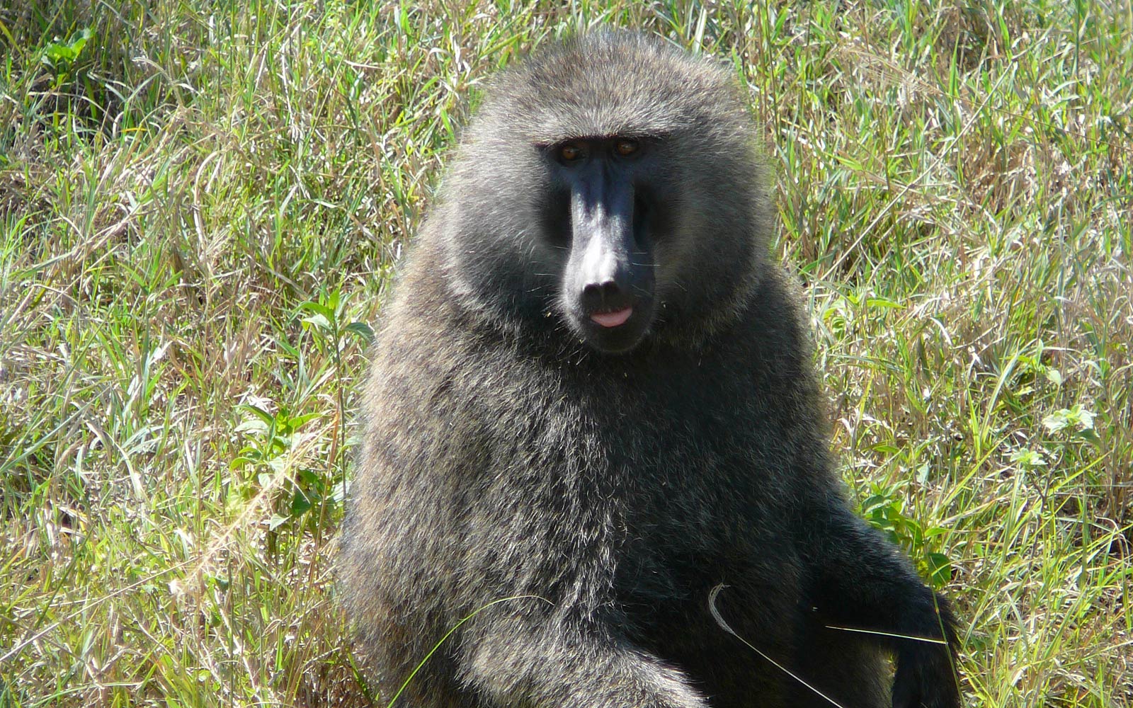 free Yellow Baboon wallpaper wallpapers and background