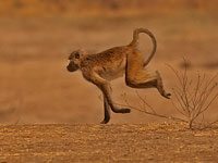 Yellow Baboon image