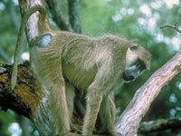 Yellow Baboon picture