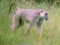 Yellow Baboon image