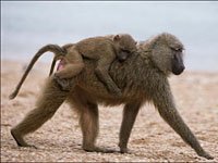Yellow Baboon with a baby on its back