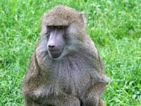 Yellow Baboon