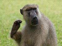 Yellow Baboon photo