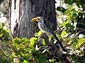 Yellow-billed hornbill wallpaper