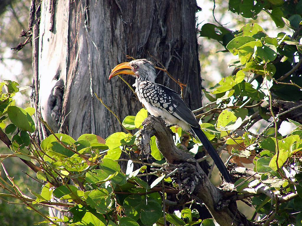 free Yellow-billed hornbill wallpaper wallpapers download