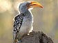 yellow billed hornbill wallpaper