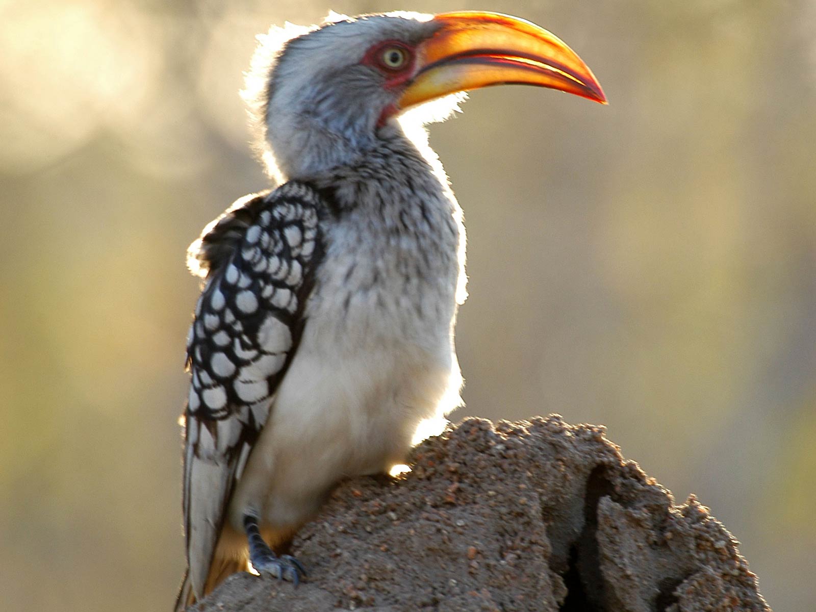 free Yellow-billed hornbill wallpaper wallpapers download