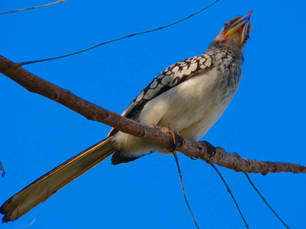 free Yellow-billed hornbill wallpaper wallpapers download