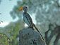 Yellow-billed hornbill wallpaper