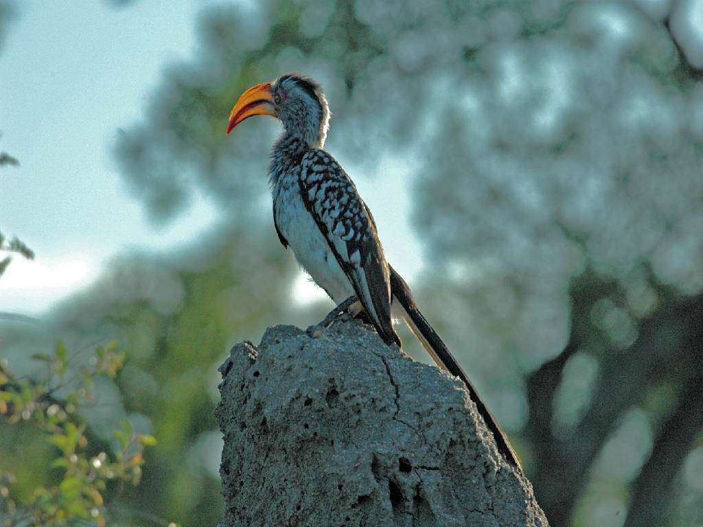 free Yellow-billed hornbill wallpaper wallpapers and background