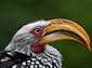 yellow billed hornbill desktop wallpaper