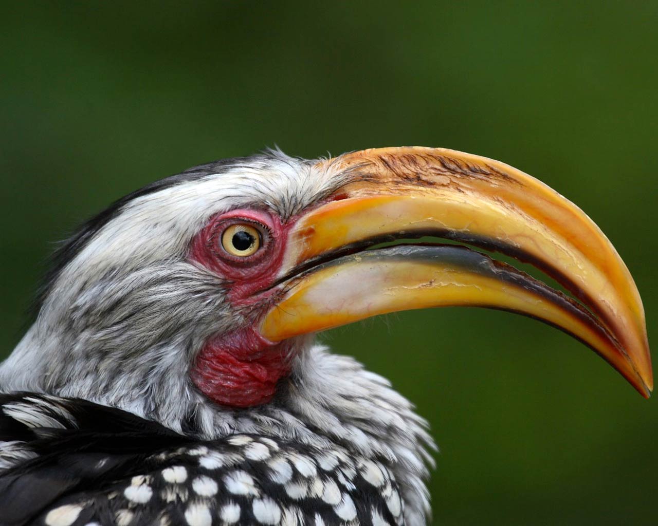 free Yellow-billed hornbill wallpaper wallpapers download