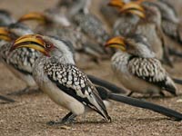 Yellow-billed hornbills flock