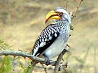 Yellow-billed hornbill