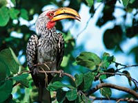 Yellow-billed hornbill image