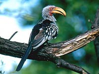 Yellow-billed hornbill on a branch