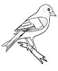 Zebra finch coloring page