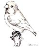 zebra finch coloring page