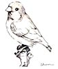 Zebra finch coloring page