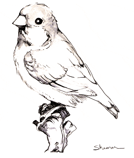 free Zebra finch coloring page