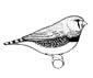 Zebra finch coloring page