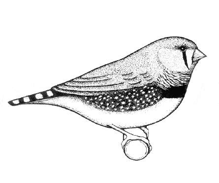 free Zebra finch coloring page