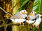 Zebra finch wallpaper