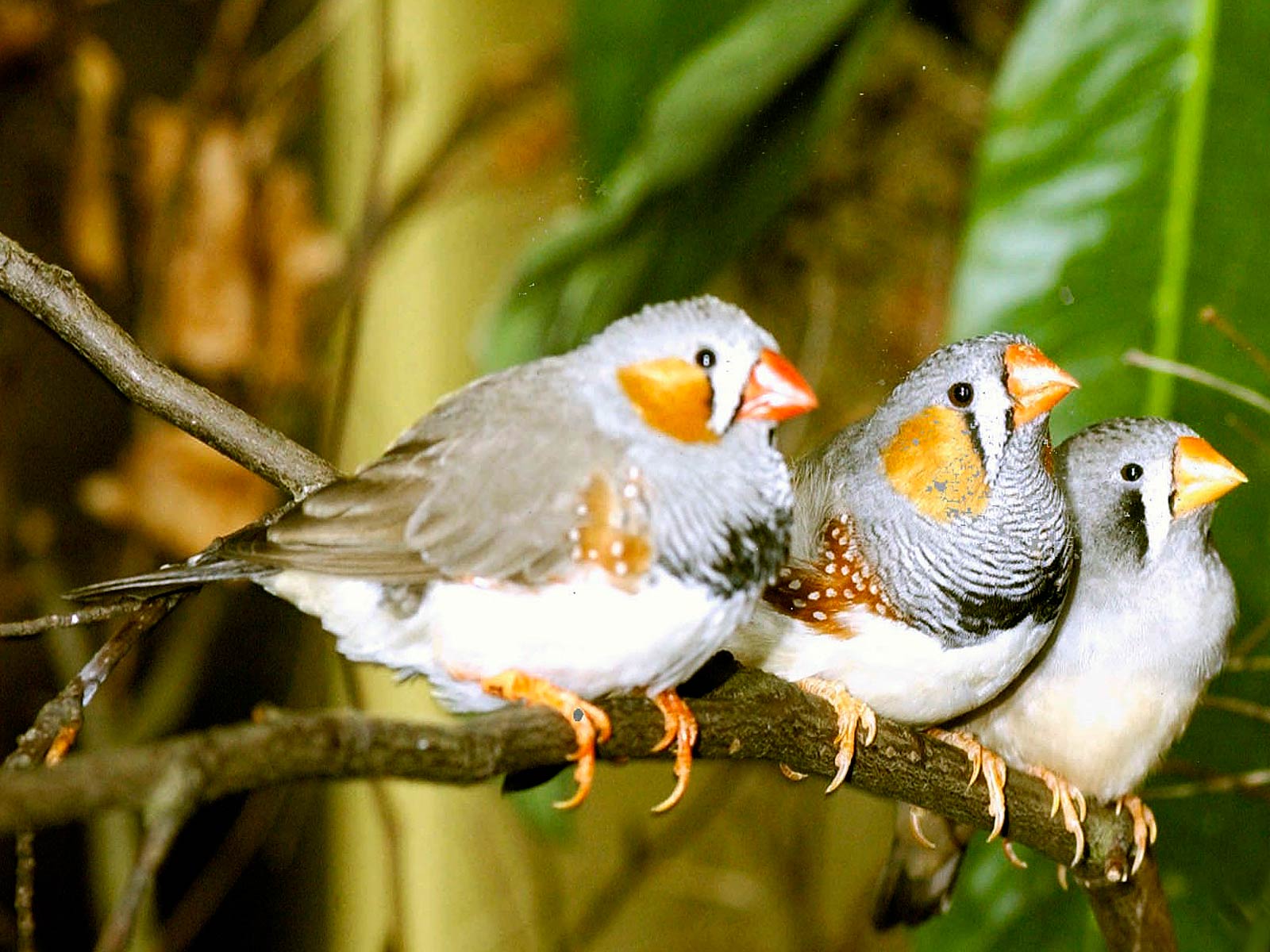 free Zebra finch wallpaper wallpapers download